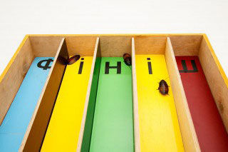 Аттракцион «Тараканьи бега»